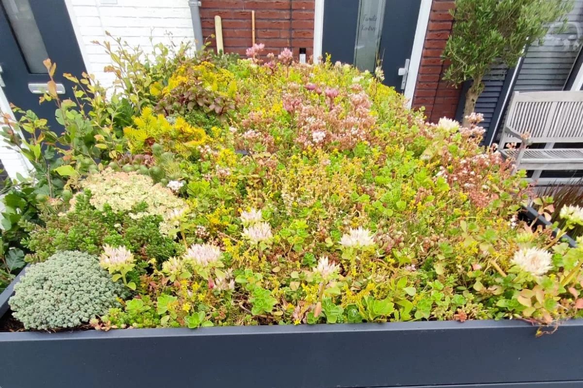 Green Plant Grey Ombouw Antracietgrijs metaal | 4 Containers - Afbeelding 3